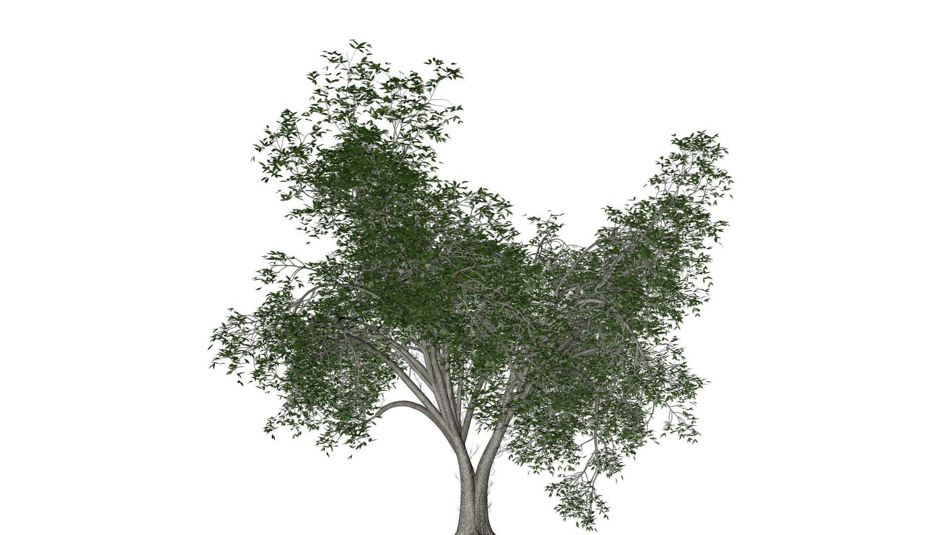 3D American Elm Tree - 02 - - TurboSquid 2374295
