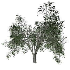 3D American Elm Tree - 02 -