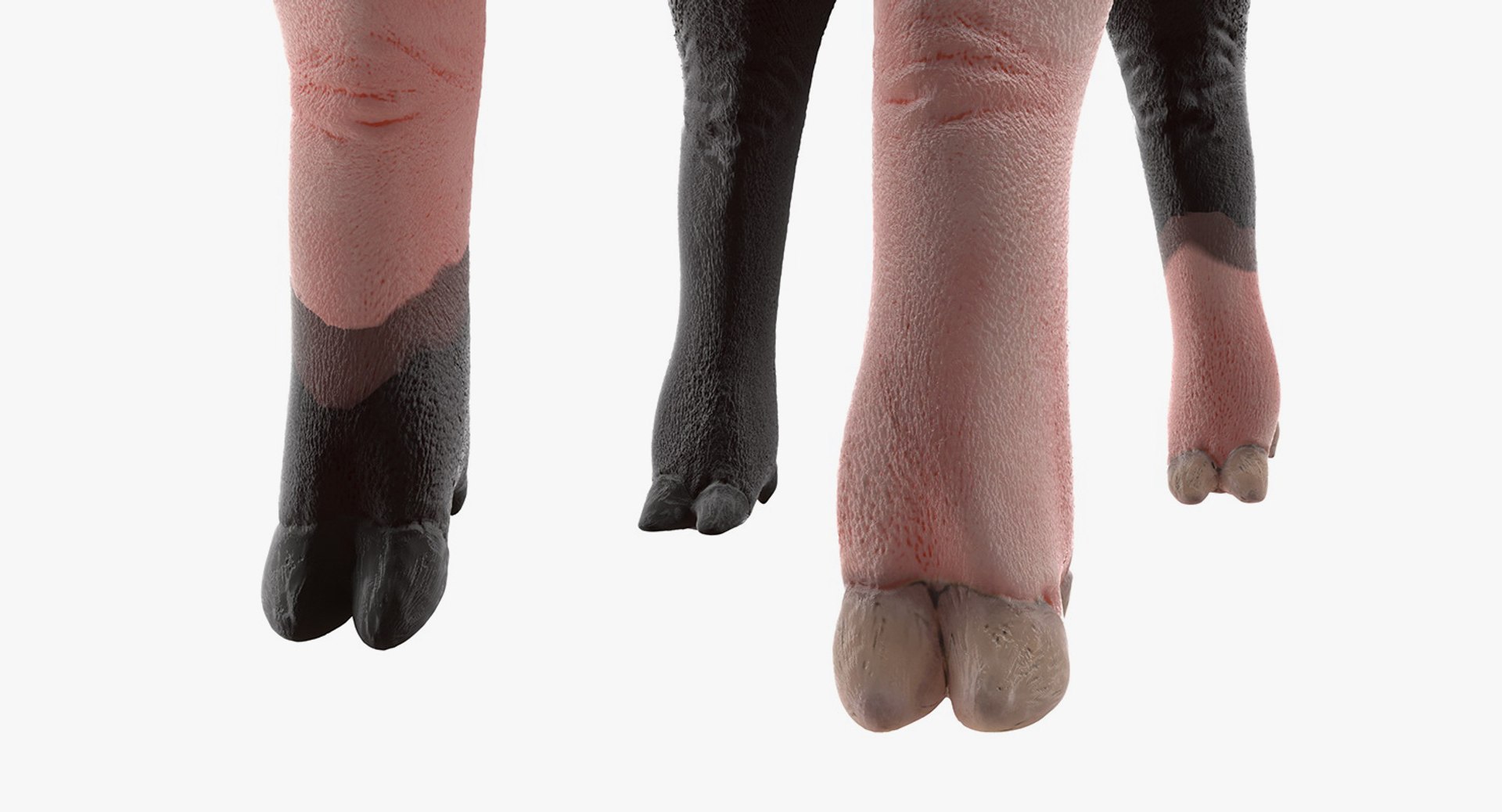 3D hampshire pig piglet standing https://p.turbosquid.com/ts-thumb/tq/vvcWS1/3kiCCbrx/hampshirepigpigletstandingposemb3dmodel009/jpg/1545061136/1920x1080/fit_q87/8466a45a682e21db9d3bb7888858f5056e404f95/hampshirepigpigletstandingposemb3dmodel009.jpg
