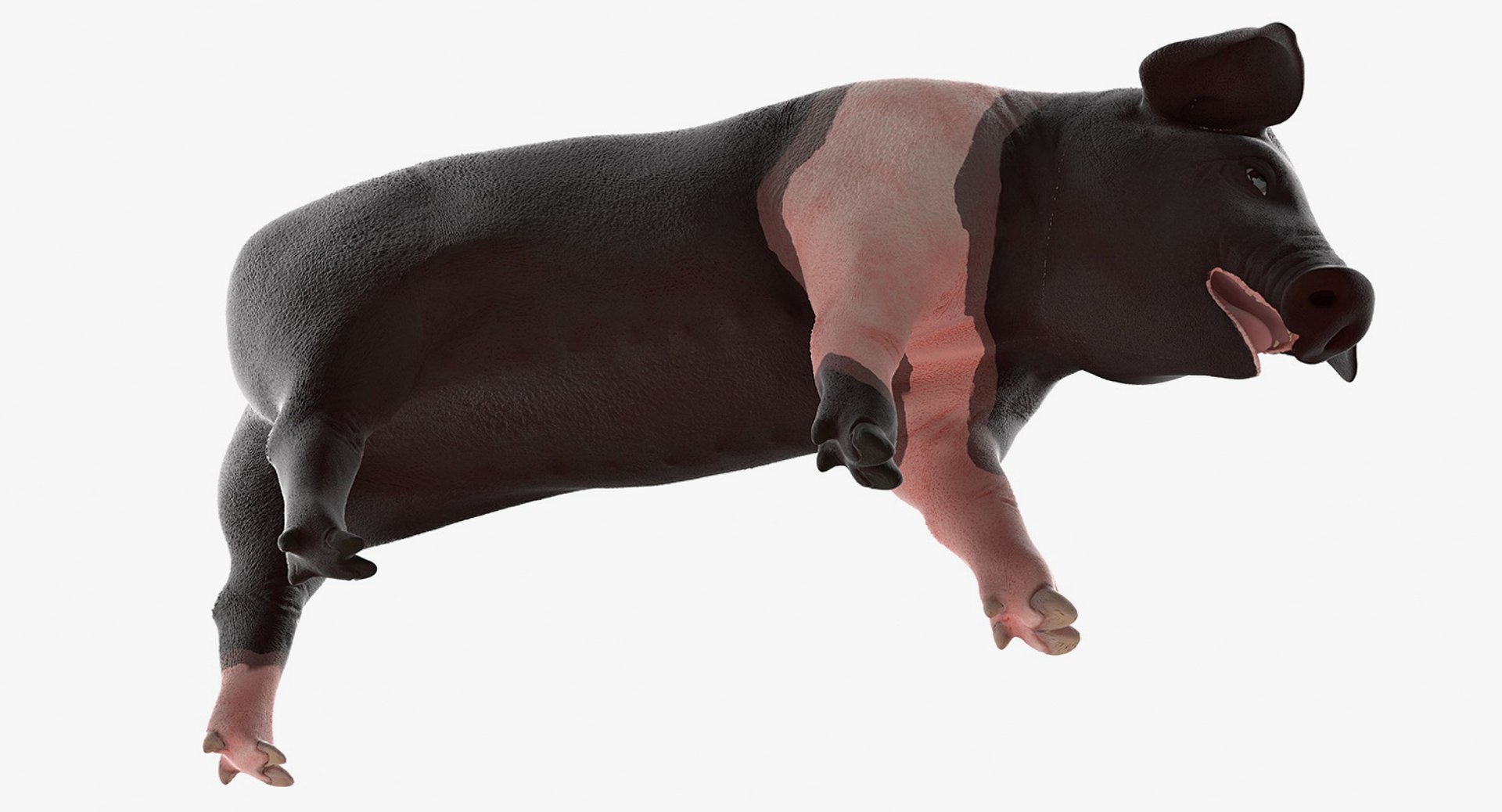 3D hampshire pig piglet standing https://p.turbosquid.com/ts-thumb/tq/vvcWS1/7kg9EECA/hampshirepigpigletstandingposemb3dmodel005/jpg/1545061123/1920x1080/fit_q87/4fde5923f74a935551cd116ddcb3fd95e66ef6b7/hampshirepigpigletstandingposemb3dmodel005.jpg