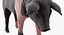 Hampshire Pig Piglet Standing Pose 3D Model