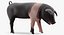 Hampshire Pig Piglet Standing Pose 3D Model