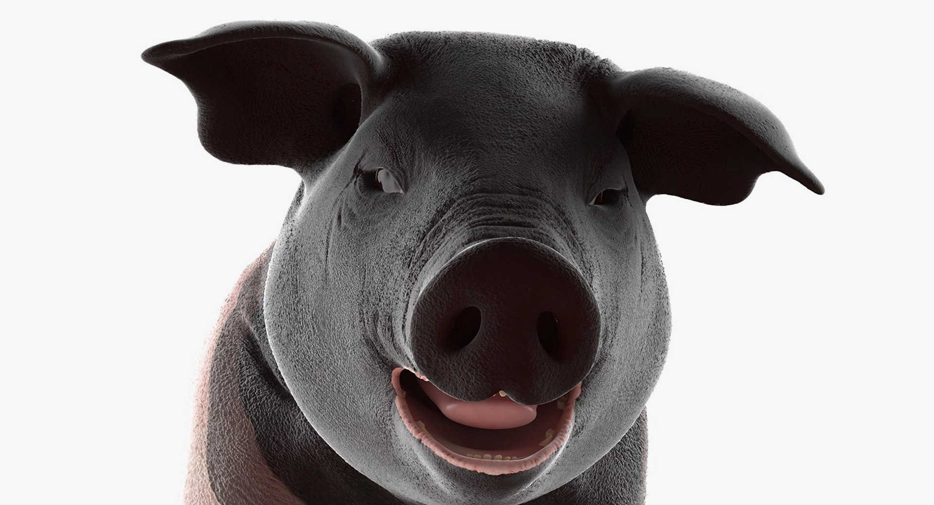 3D hampshire pig piglet standing https://p.turbosquid.com/ts-thumb/tq/vvcWS1/UEJlFROw/hampshirepigpigletstandingposemb3dmodel008/jpg/1545061133/1920x1080/fit_q87/47da87cb78f55abf858b62e2da1072eb2a9f0346/hampshirepigpigletstandingposemb3dmodel008.jpg
