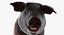 Hampshire Pig Piglet Standing Pose 3D Model