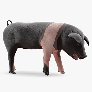 3D hampshire pig piglet standing