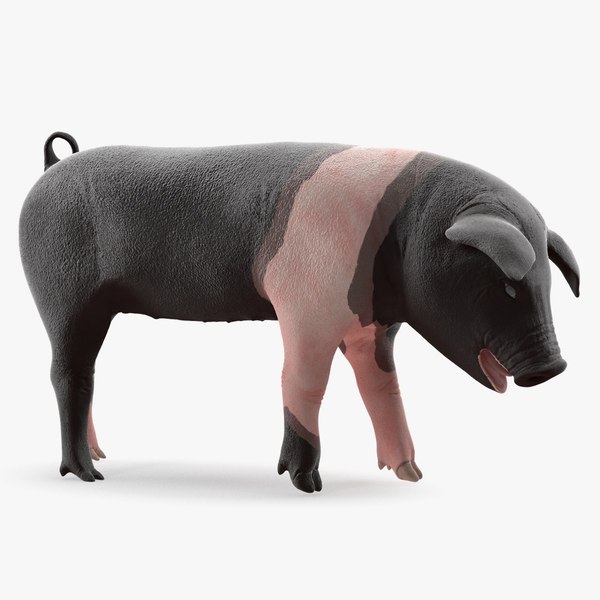 3D hampshire pig piglet standing