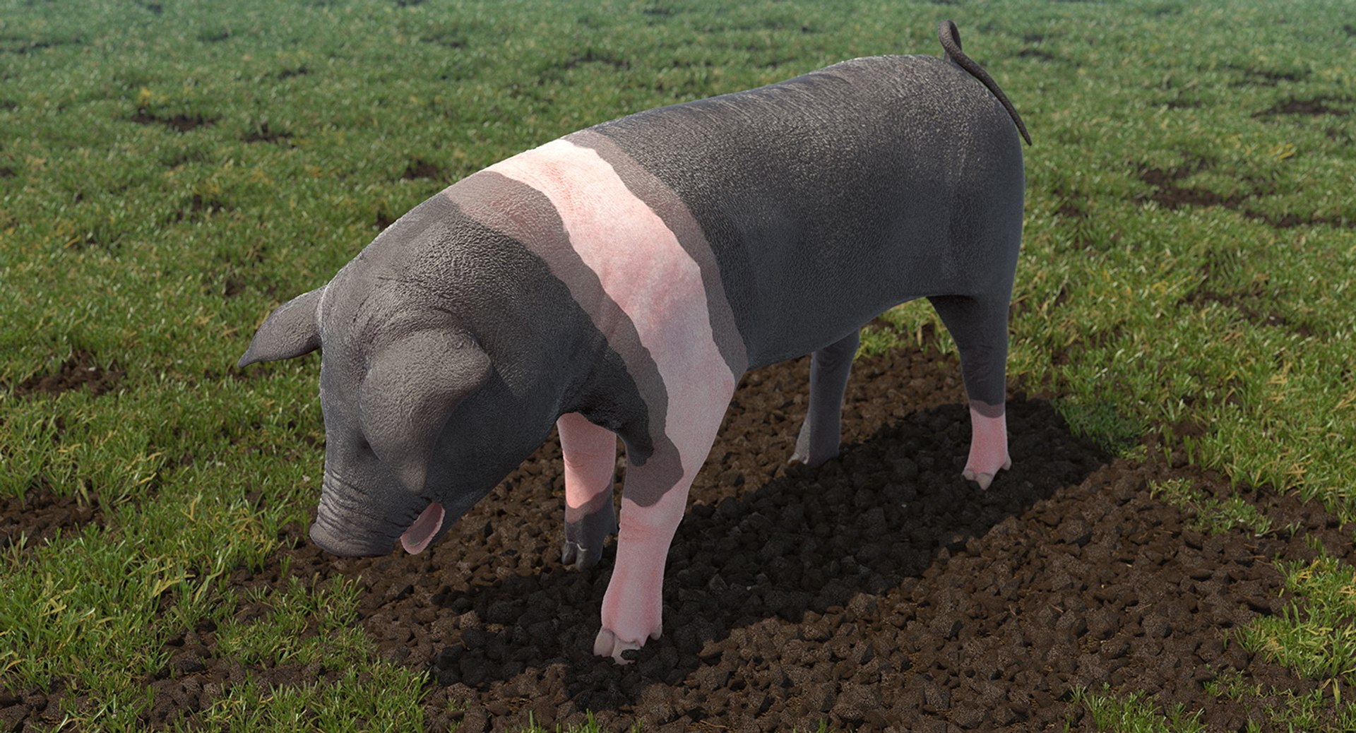 3D hampshire pig piglet standing https://p.turbosquid.com/ts-thumb/tq/vvcWS1/bLB6mTHq/hampshirepigpigletstandingposemb3dmodel002/jpg/1545061113/1920x1080/fit_q87/df197730690e7cfffc7fa30b049fa6b7447f9226/hampshirepigpigletstandingposemb3dmodel002.jpg