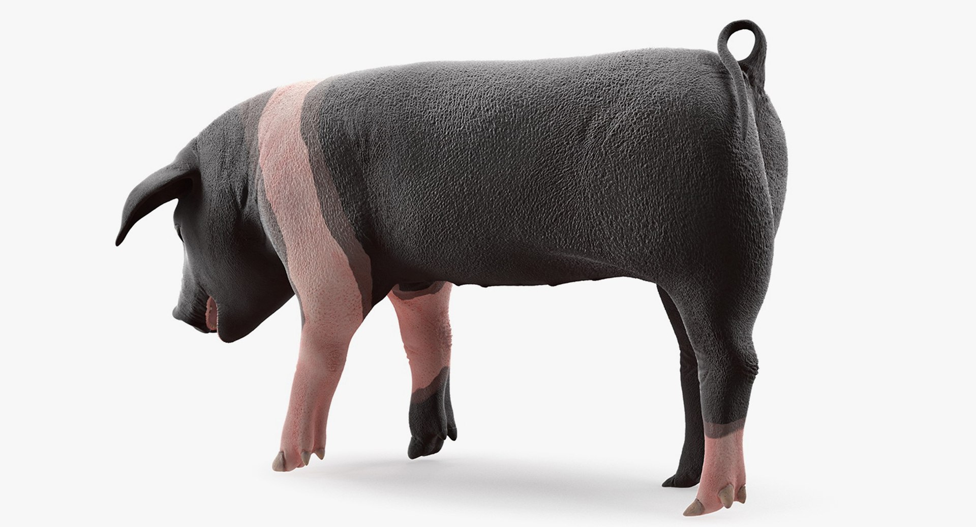 3D hampshire pig piglet standing https://p.turbosquid.com/ts-thumb/tq/vvcWS1/c1J84o3o/hampshirepigpigletstandingposemb3dmodel004/jpg/1545061119/1920x1080/fit_q87/7518ec113044544013528234eba0bbbc5ddcefea/hampshirepigpigletstandingposemb3dmodel004.jpg