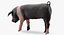 Hampshire Pig Piglet Standing Pose 3D Model