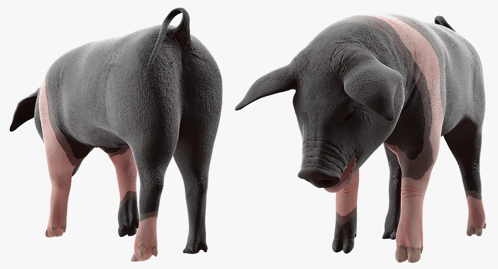 3D hampshire pig piglet standing https://p.turbosquid.com/ts-thumb/tq/vvcWS1/ocrzr2l6/hampshirepigpigletstandingposemb3dmodel003/jpg/1545061116/1920x1080/fit_q87/b149e8721d8e47c0496cfa6b0227298194d831d4/hampshirepigpigletstandingposemb3dmodel003.jpg