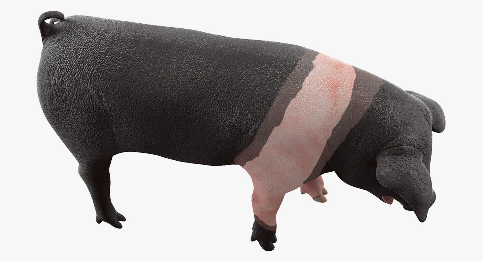 3D hampshire pig piglet standing https://p.turbosquid.com/ts-thumb/tq/vvcWS1/y4khkNqU/hampshirepigpigletstandingposemb3dmodel006/jpg/1545061126/1920x1080/fit_q87/186bfec27abc79b70a1c6e271de0ea57f29f33d4/hampshirepigpigletstandingposemb3dmodel006.jpg