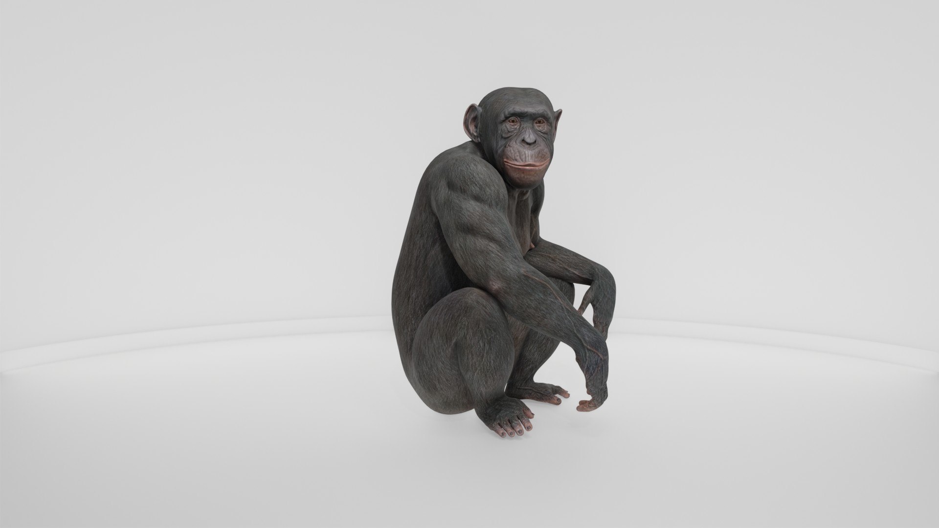 Detailed Realistic Ape 3D model https://p.turbosquid.com/ts-thumb/tr/4KFngL/9H/preview10008/jpg/1778280454/1920x1080/fit_q87/d9765a7541bdc54a189c202fa0f74022c069d572/preview10008.jpg