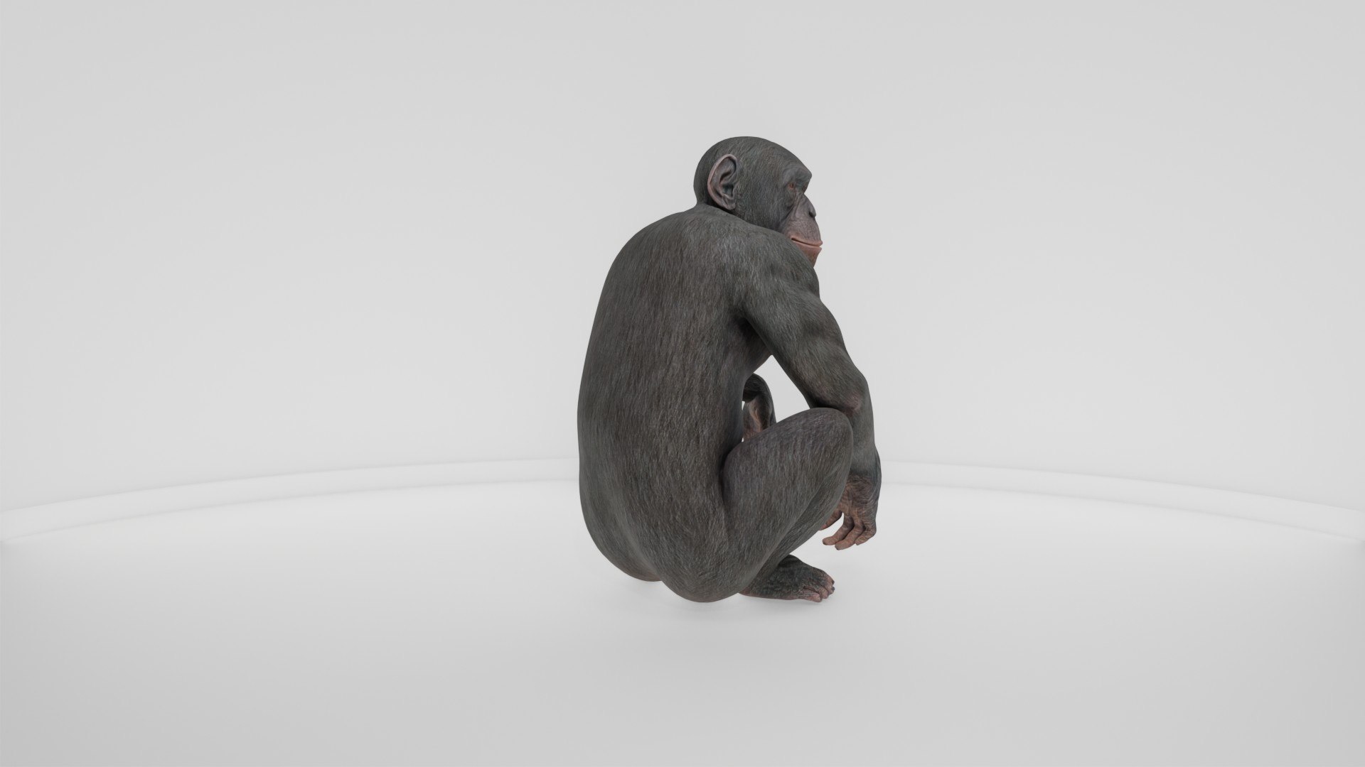 Detailed Realistic Ape 3D model https://p.turbosquid.com/ts-thumb/tr/4KFngL/EZ/preview10007/jpg/1778280452/1920x1080/fit_q87/37d07ca6a2602529e6599fdab573c13e5f0ff274/preview10007.jpg