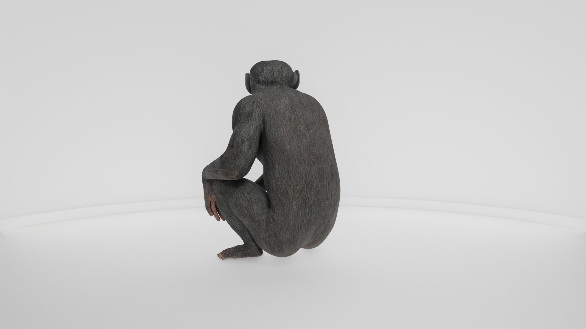 Detailed Realistic Ape 3D model https://p.turbosquid.com/ts-thumb/tr/4KFngL/OY/preview10005/jpg/1778280453/1920x1080/fit_q87/8b2e7f00dc00bb252b1cb0cce809acedc4a9945c/preview10005.jpg