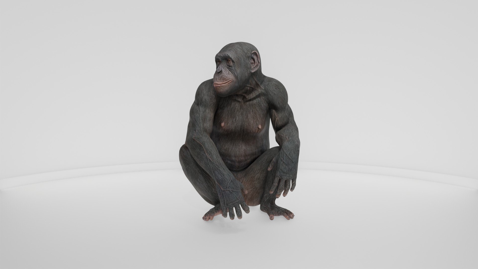 Detailed Realistic Ape 3D model https://p.turbosquid.com/ts-thumb/tr/4KFngL/VD/preview10010/jpg/1778280455/1920x1080/fit_q87/91ca0097fabbc450595aaf607abcc14b6e8d8ca4/preview10010.jpg