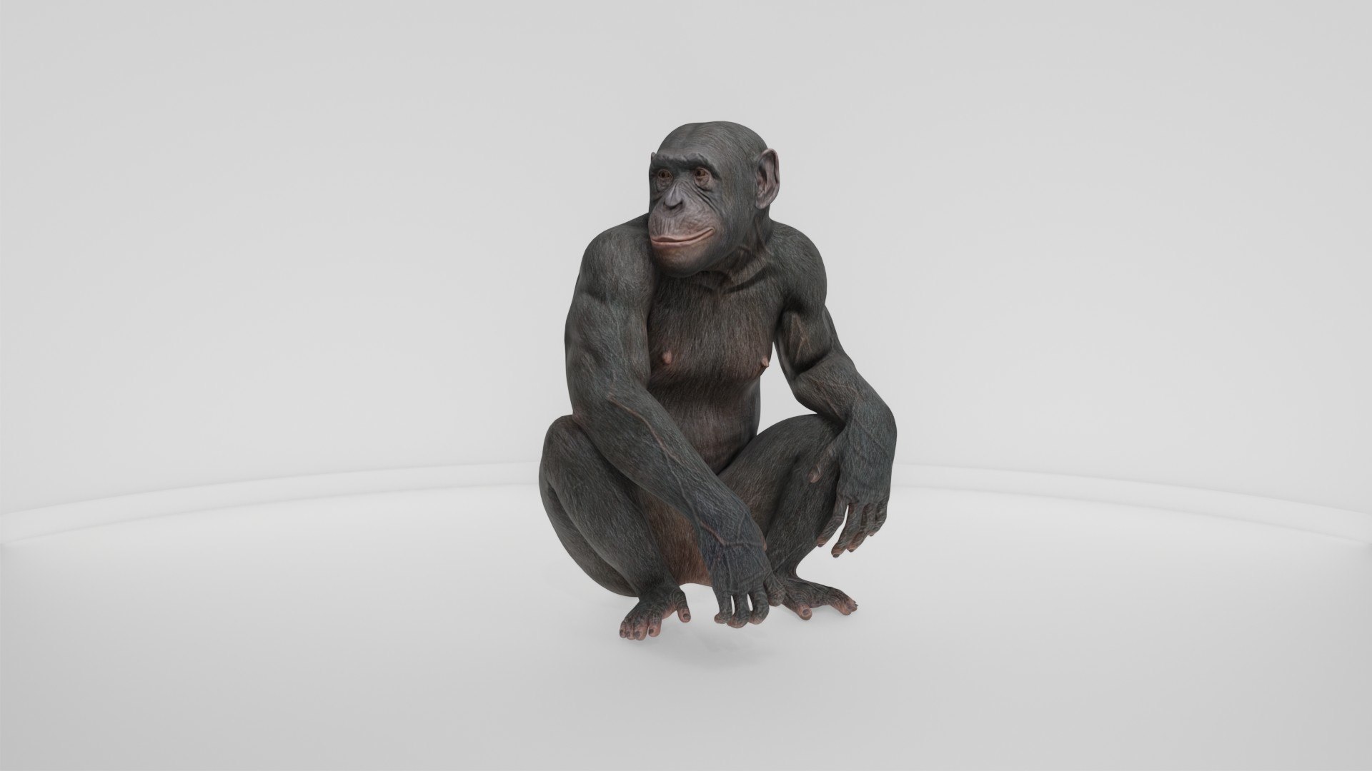 Detailed Realistic Ape 3D model https://p.turbosquid.com/ts-thumb/tr/4KFngL/ZQ/preview10001/jpg/1778280451/1920x1080/fit_q87/81b19ab112dedafe0f5caa12d37516c6539f716f/preview10001.jpg