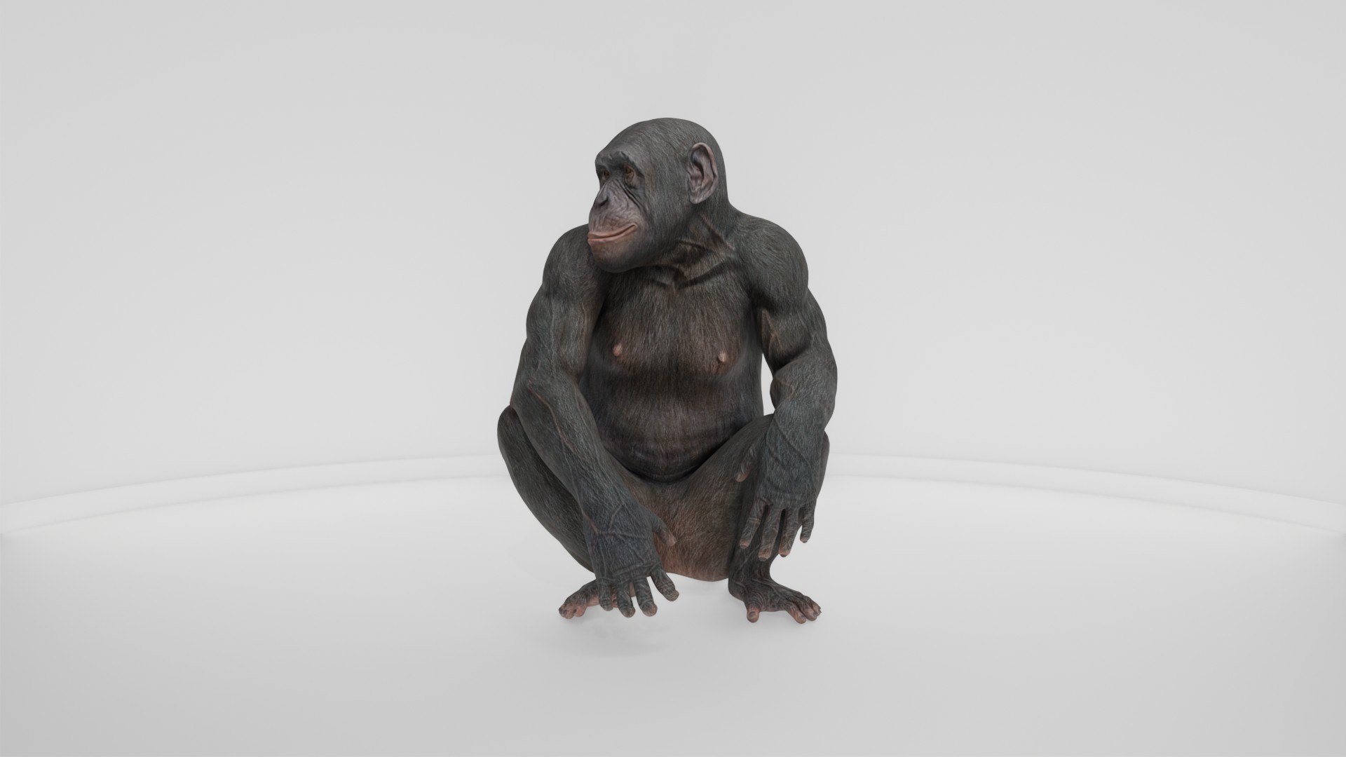 Detailed Realistic Ape 3D model https://p.turbosquid.com/ts-thumb/tr/4KFngL/fv/preview10002/jpg/1778280450/1920x1080/fit_q87/33b16a8f4929a44bb628d706308cc191d8f50958/preview10002.jpg