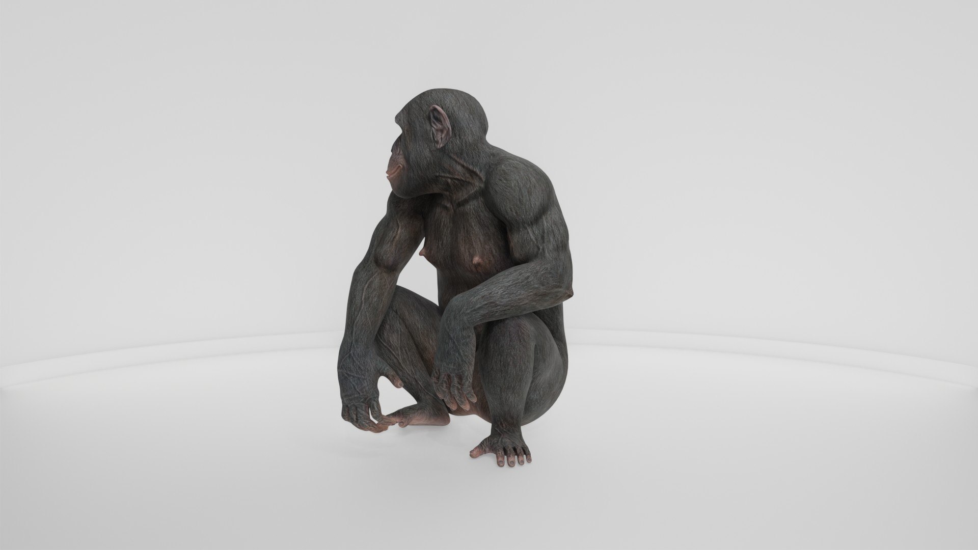 Detailed Realistic Ape 3D model https://p.turbosquid.com/ts-thumb/tr/4KFngL/l3/preview10003/jpg/1778280450/1920x1080/fit_q87/e17b3b54be8adcd055dea604976ac78dfa4aff48/preview10003.jpg