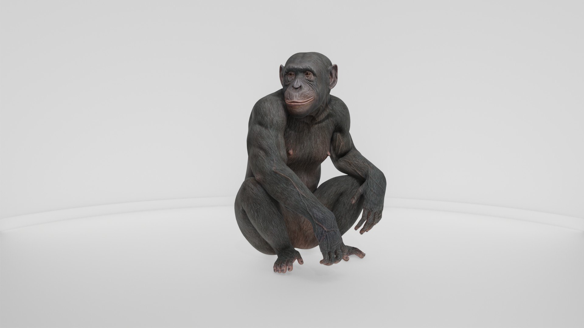 Detailed Realistic Ape 3D model https://p.turbosquid.com/ts-thumb/tr/4KFngL/qA/preview10009/jpg/1778280453/1920x1080/fit_q87/f66f0b6cbe14dadbc49d9ec9f3a29d949a6c8c05/preview10009.jpg