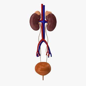 Urinary System Realistic 3D model