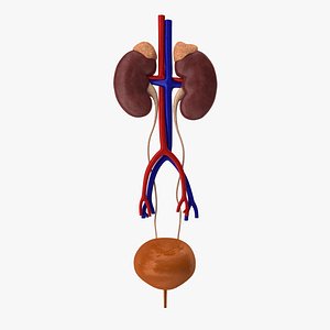 Urinary System Realistic