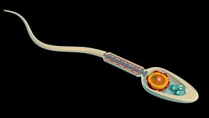 science anatomy human sperm cell 3D