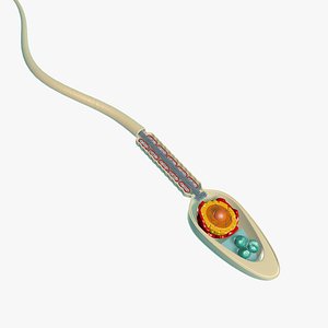 science anatomy human sperm cell 3D