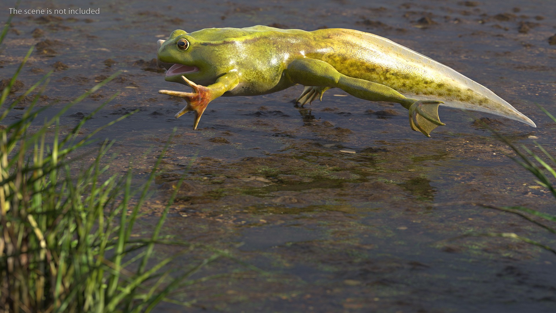 3D legs rigged tadpole https://p.turbosquid.com/ts-thumb/tr/MEfGhD/0B/tadpolewithfourlegsriggedc4dmodel005/jpg/1617063279/1920x1080/fit_q87/18deaae9ad5ef83df40e2ac831a20e00a00b65ab/tadpolewithfourlegsriggedc4dmodel005.jpg