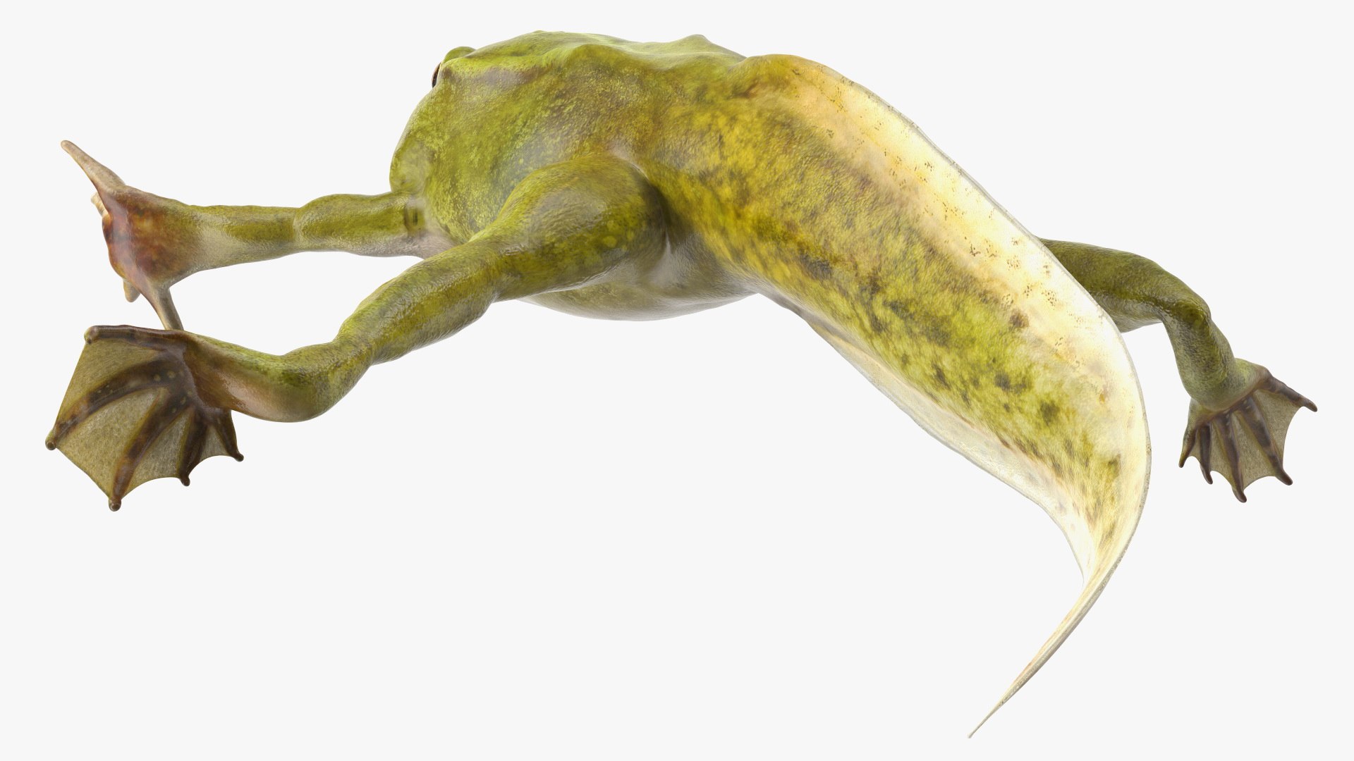 3D legs rigged tadpole https://p.turbosquid.com/ts-thumb/tr/MEfGhD/HC/tadpolewithfourlegsriggedc4dmodel012/jpg/1617063320/1920x1080/fit_q87/e3141a5210547ede5d64cb89927268e2c06cb5c7/tadpolewithfourlegsriggedc4dmodel012.jpg