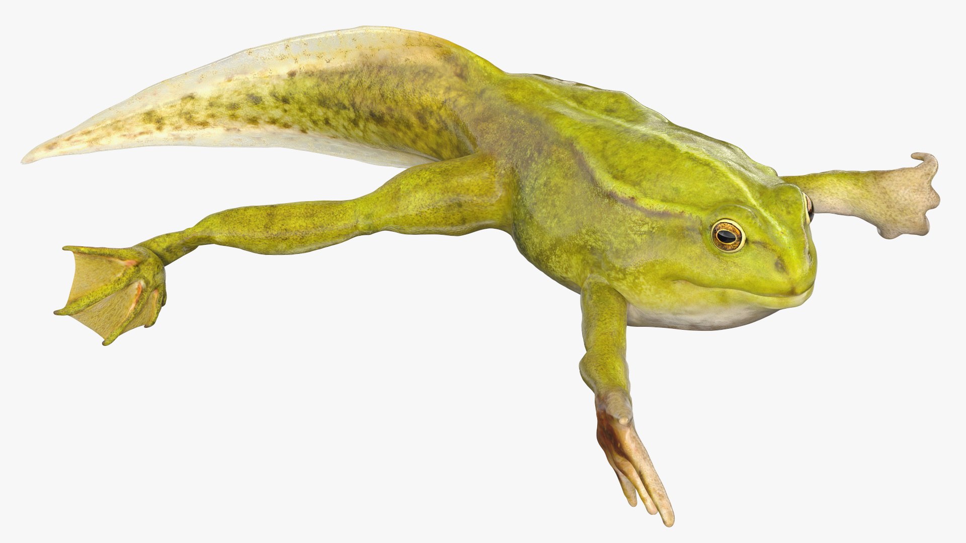 3D legs rigged tadpole https://p.turbosquid.com/ts-thumb/tr/MEfGhD/IF/tadpolewithfourlegsriggedc4dmodel009/jpg/1617063302/1920x1080/fit_q87/fa517493143ba2d54a85b4a7fbf47589a90692ba/tadpolewithfourlegsriggedc4dmodel009.jpg