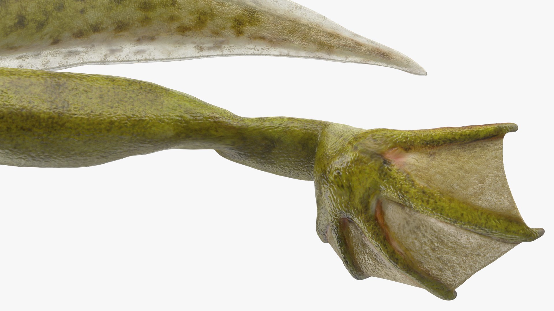 3D legs rigged tadpole https://p.turbosquid.com/ts-thumb/tr/MEfGhD/ja/tadpolewithfourlegsriggedc4dmodel019/jpg/1617063364/1920x1080/fit_q87/4393eb900c5f3de03deb2121c1fa7e36e1235627/tadpolewithfourlegsriggedc4dmodel019.jpg