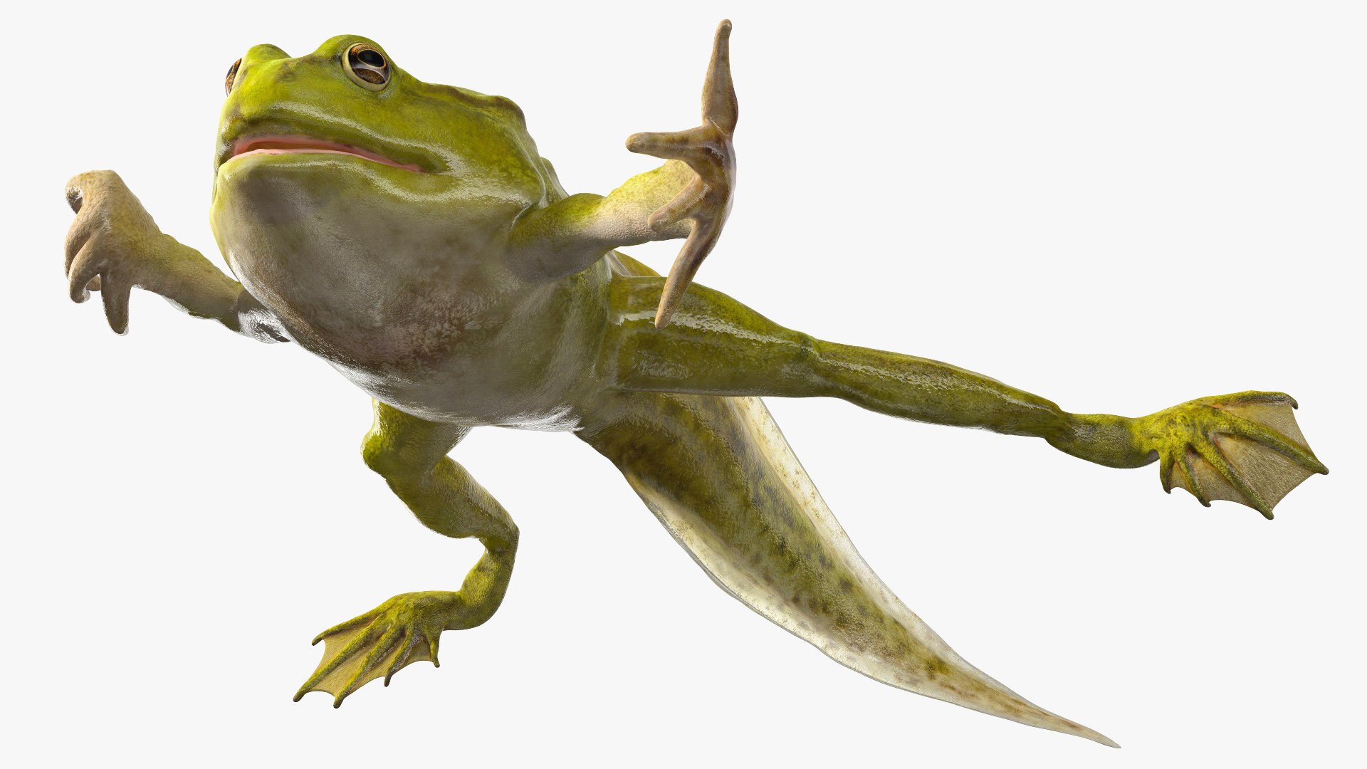 3D legs rigged tadpole https://p.turbosquid.com/ts-thumb/tr/MEfGhD/kX/tadpolewithfourlegsriggedc4dmodel010/jpg/1617063308/1920x1080/fit_q87/8dc47dadd1fce66cafd040e68a0986075b1c89b7/tadpolewithfourlegsriggedc4dmodel010.jpg