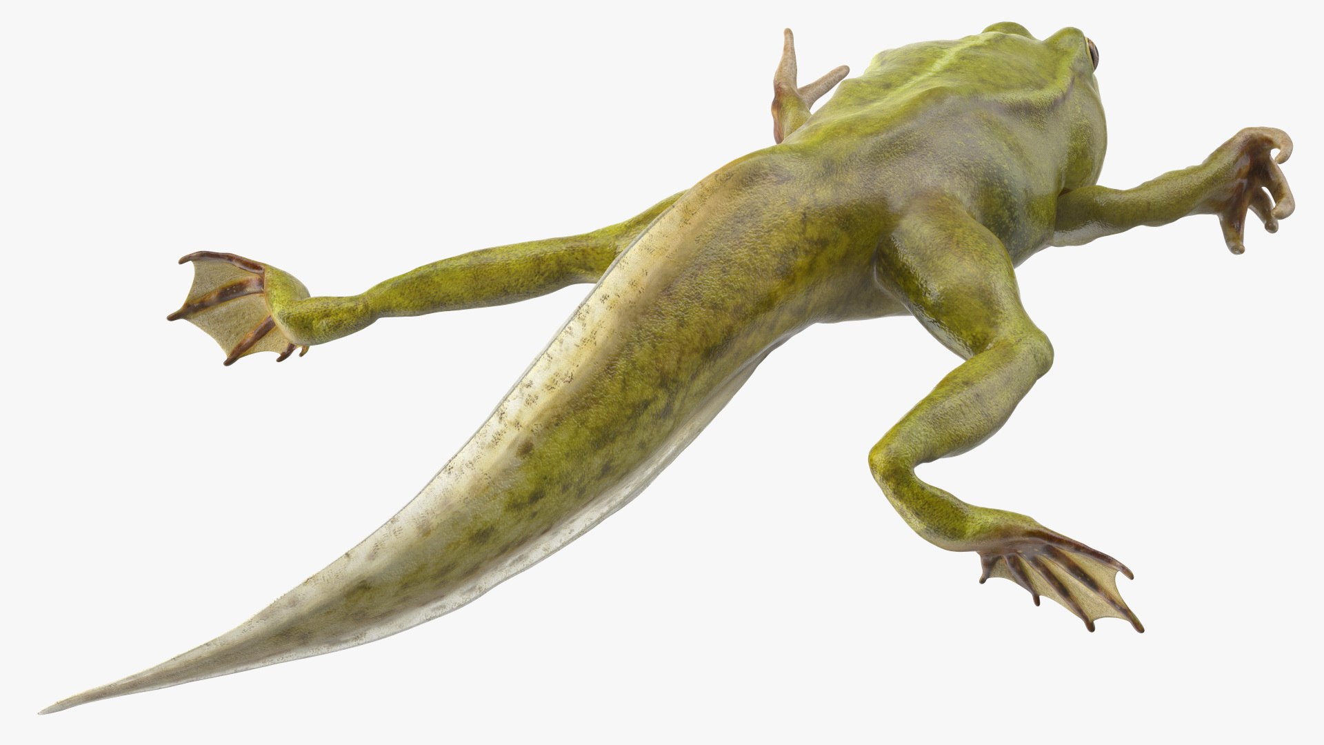 3D legs rigged tadpole https://p.turbosquid.com/ts-thumb/tr/MEfGhD/oK/tadpolewithfourlegsriggedc4dmodel016/jpg/1617063345/1920x1080/fit_q87/ece4b67f0f51125532334c214eca92d62275f357/tadpolewithfourlegsriggedc4dmodel016.jpg