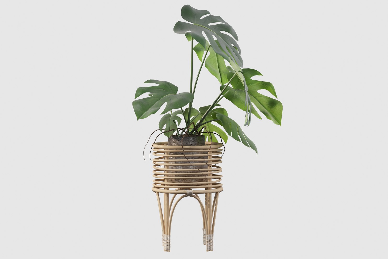 3D Monstera in rattan stand model https://p.turbosquid.com/ts-thumb/tr/QGfoMi/5x/monstera030008/jpg/1649153053/1920x1080/fit_q87/b1b6362bf8a13b711032d4a7477da3b3e972c1d9/monstera030008.jpg