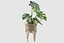 Monstera en soporte de ratán