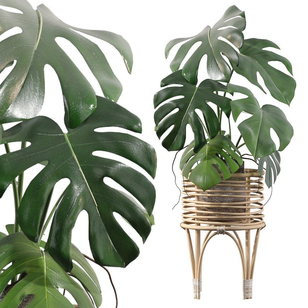 3D Monstera in rattan stand model https://p.turbosquid.com/ts-thumb/tr/QGfoMi/9o/sb_monstera_deliciosa_03_preview/jpg/1649152908/1920x1080/fit_q87/6e1699fb967609918be03e38554ee93a5a3be1ba/sb_monstera_deliciosa_03_preview.jpg
