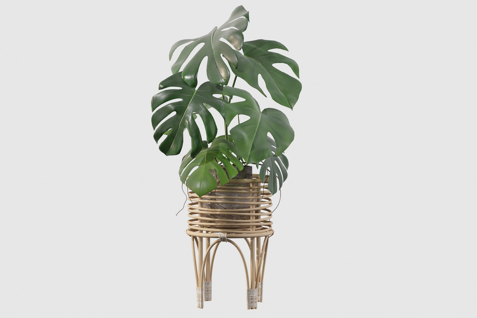 3D Monstera in rattan stand model https://p.turbosquid.com/ts-thumb/tr/QGfoMi/J9/monstera030022/jpg/1649152976/1920x1080/fit_q87/dac8ae1dcde80acd5191033affd51cb7cfc87d35/monstera030022.jpg