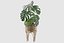 Monstera en soporte de ratán