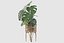 Monstera en soporte de ratán