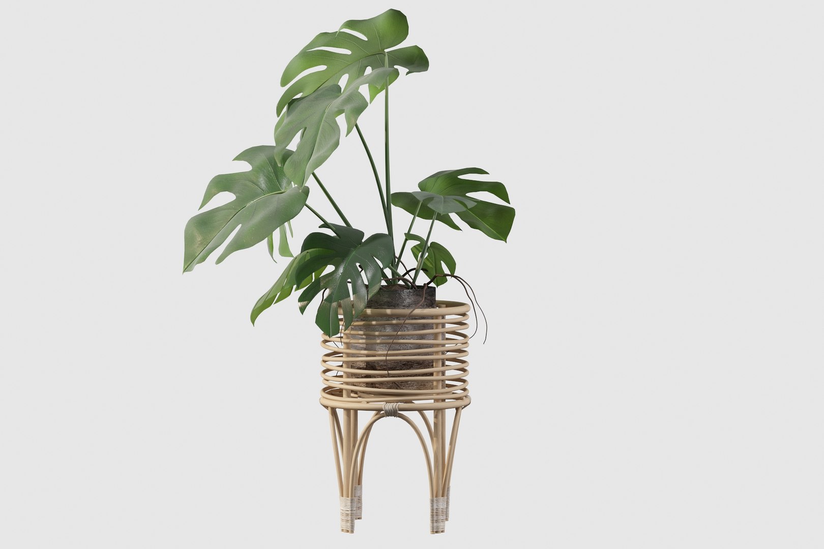 3D Monstera in rattan stand model https://p.turbosquid.com/ts-thumb/tr/QGfoMi/Wk/monstera030016/jpg/1649152977/1920x1080/fit_q87/b74976909502822d919212a7de1636476ff9b3b4/monstera030016.jpg
