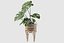 Monstera en soporte de ratán