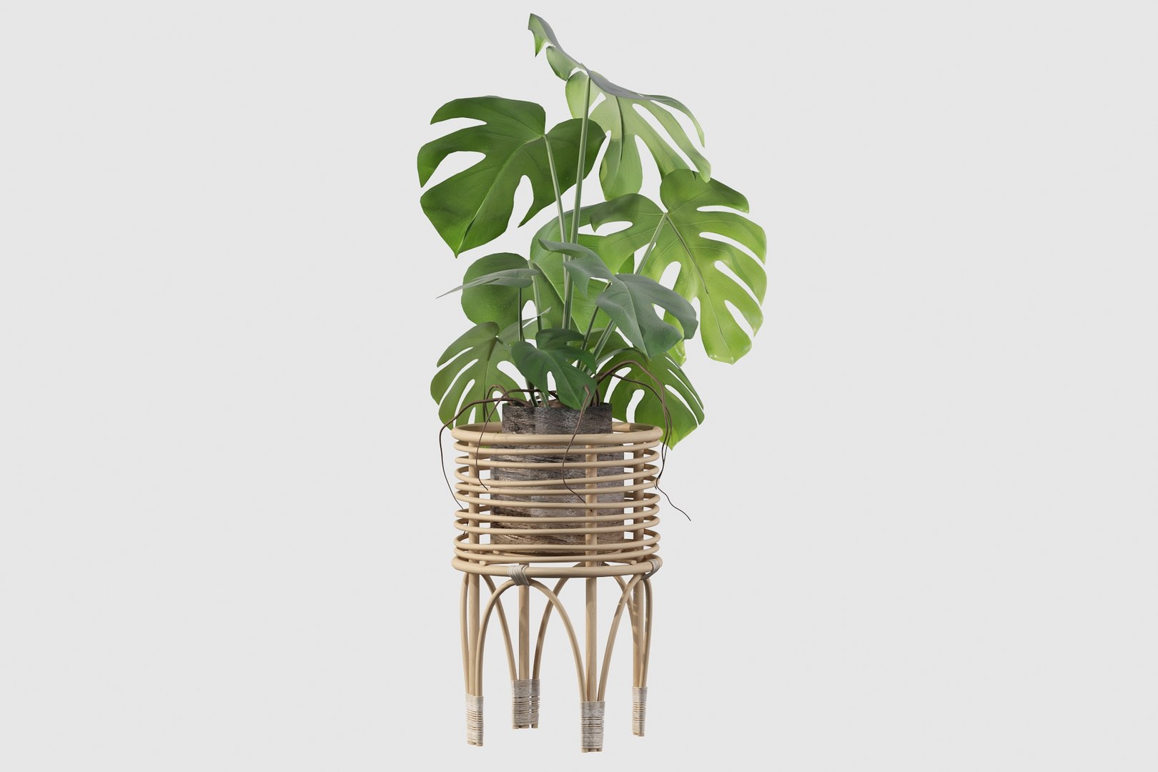 3D Monstera in rattan stand model https://p.turbosquid.com/ts-thumb/tr/QGfoMi/gl/monstera030011/jpg/1649153053/1920x1080/fit_q87/52e93b62dec43086311992522508b0a2fc2f1d08/monstera030011.jpg
