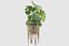 Monstera en soporte de ratán