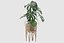 Monstera en soporte de ratán