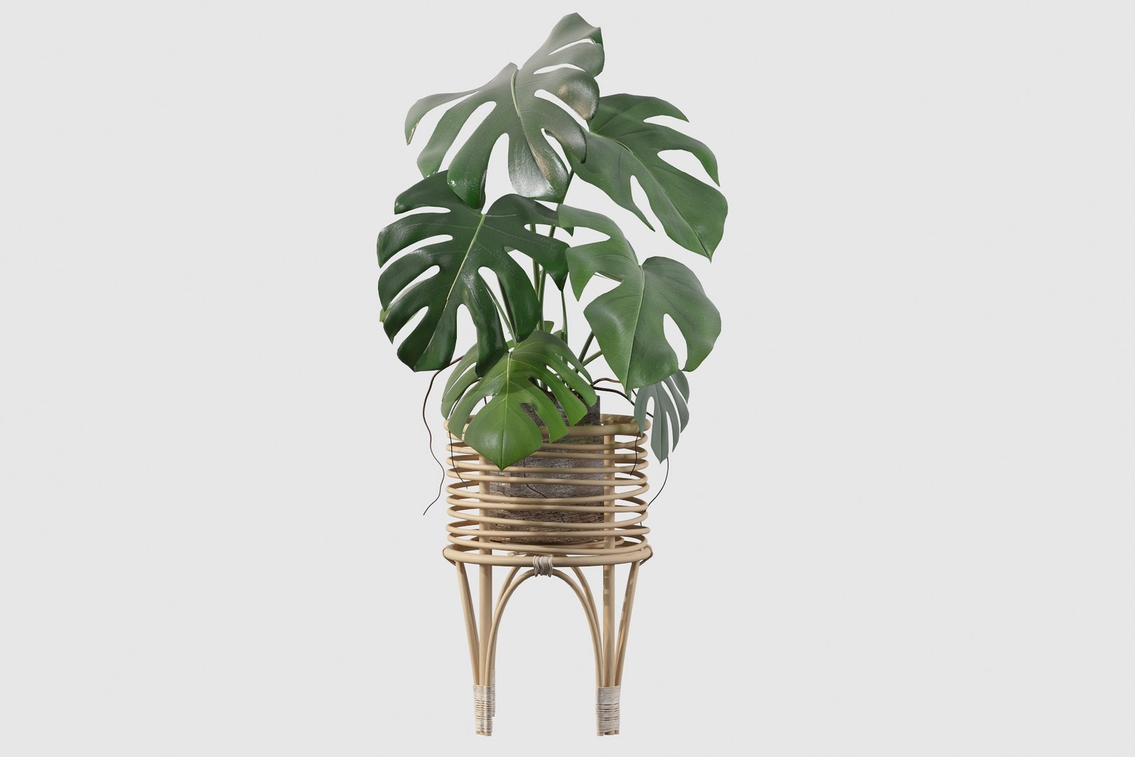 3D Monstera in rattan stand model https://p.turbosquid.com/ts-thumb/tr/QGfoMi/zj/monstera001/jpg/1649152977/1920x1080/fit_q87/712104234f7bb18b5de551c9064416d1178921b8/monstera001.jpg