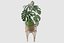 Monstera en soporte de ratán