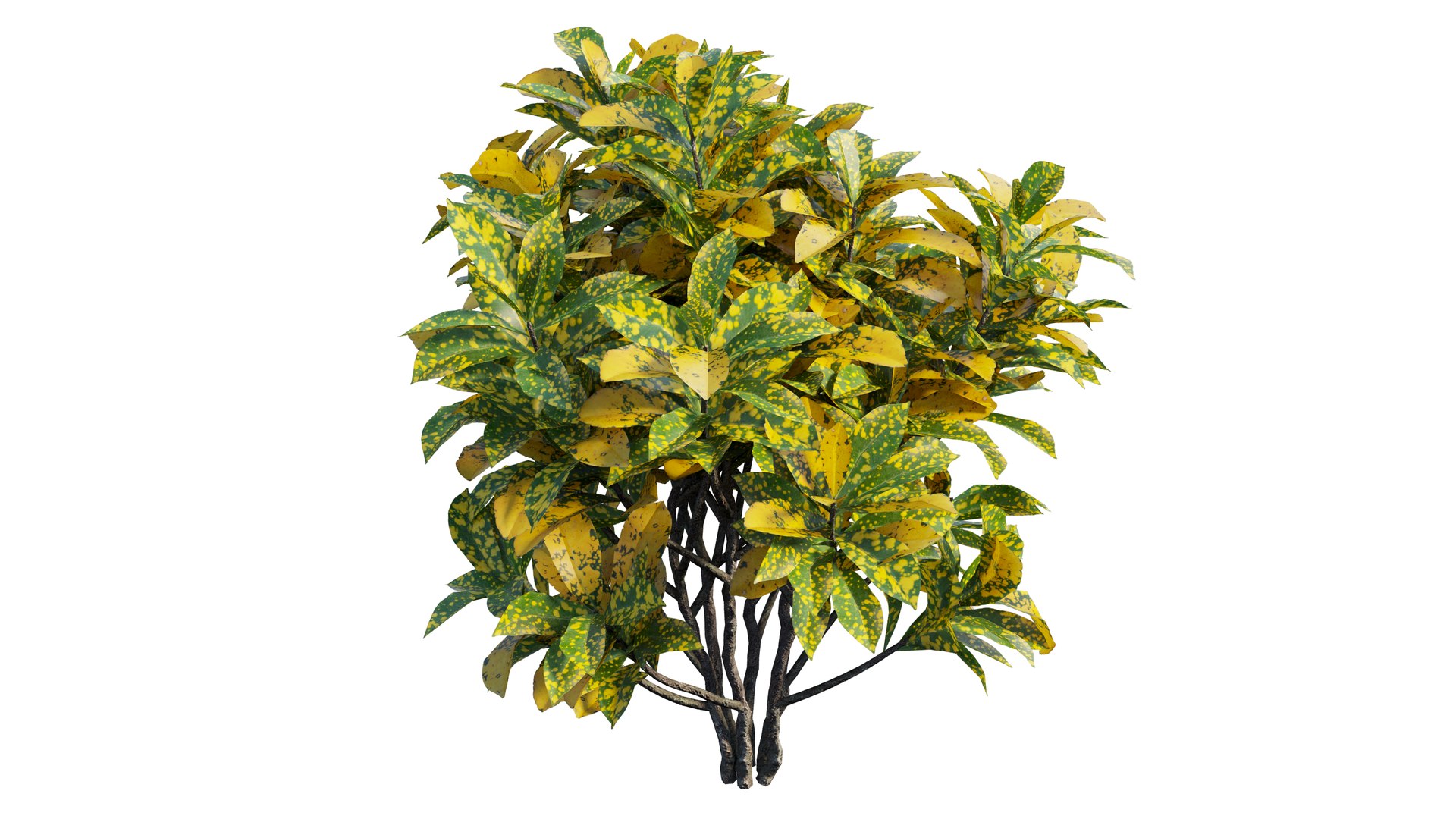 Croton plant set 12 3D model https://p.turbosquid.com/ts-thumb/tr/Sh5eqz/0s/3_interactivelightmix/png/1629822375/1920x1080/fit_q87/3a3068b24b01b21d0b26719f250b78949c8c9b27/3_interactivelightmix.jpg