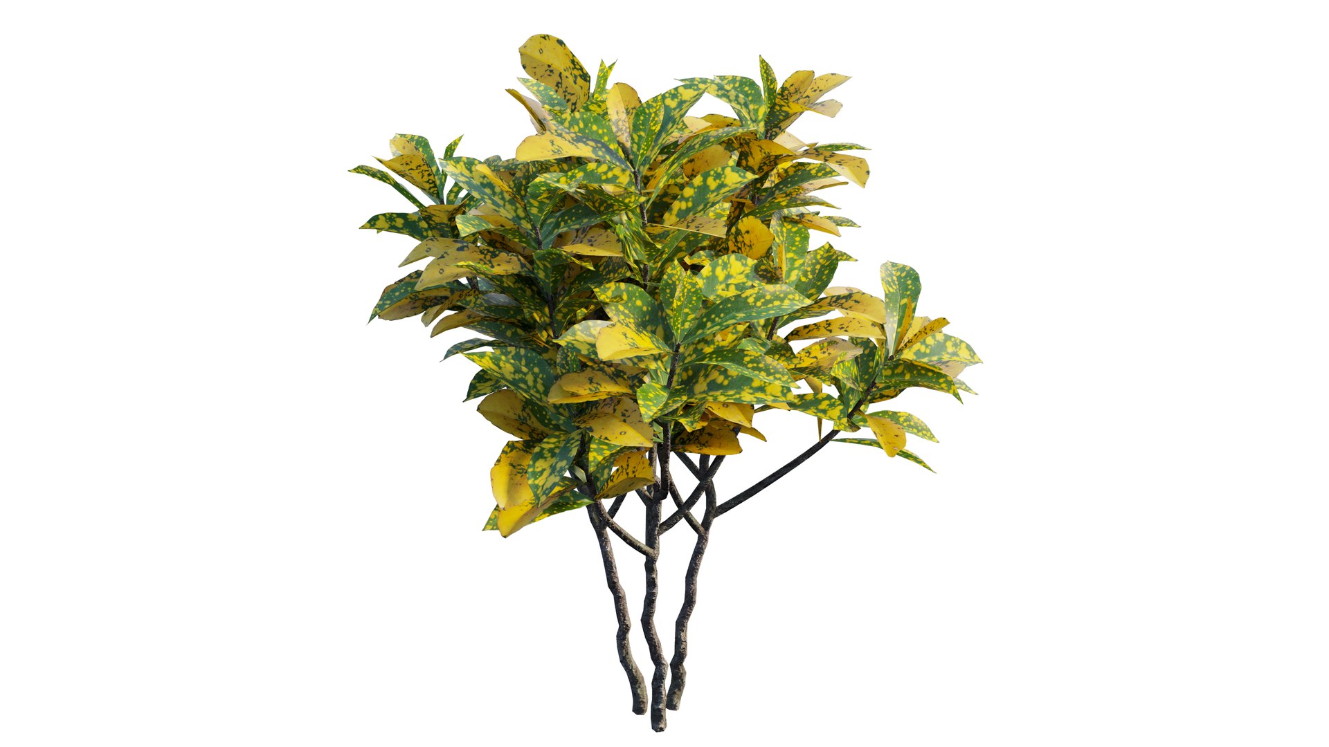 Croton plant set 12 3D model https://p.turbosquid.com/ts-thumb/tr/Sh5eqz/Fl/5_interactivelightmix/png/1629822370/1920x1080/fit_q87/6b25bb5a7f1d35a6d8e85782327a679e6986b0c5/5_interactivelightmix.jpg