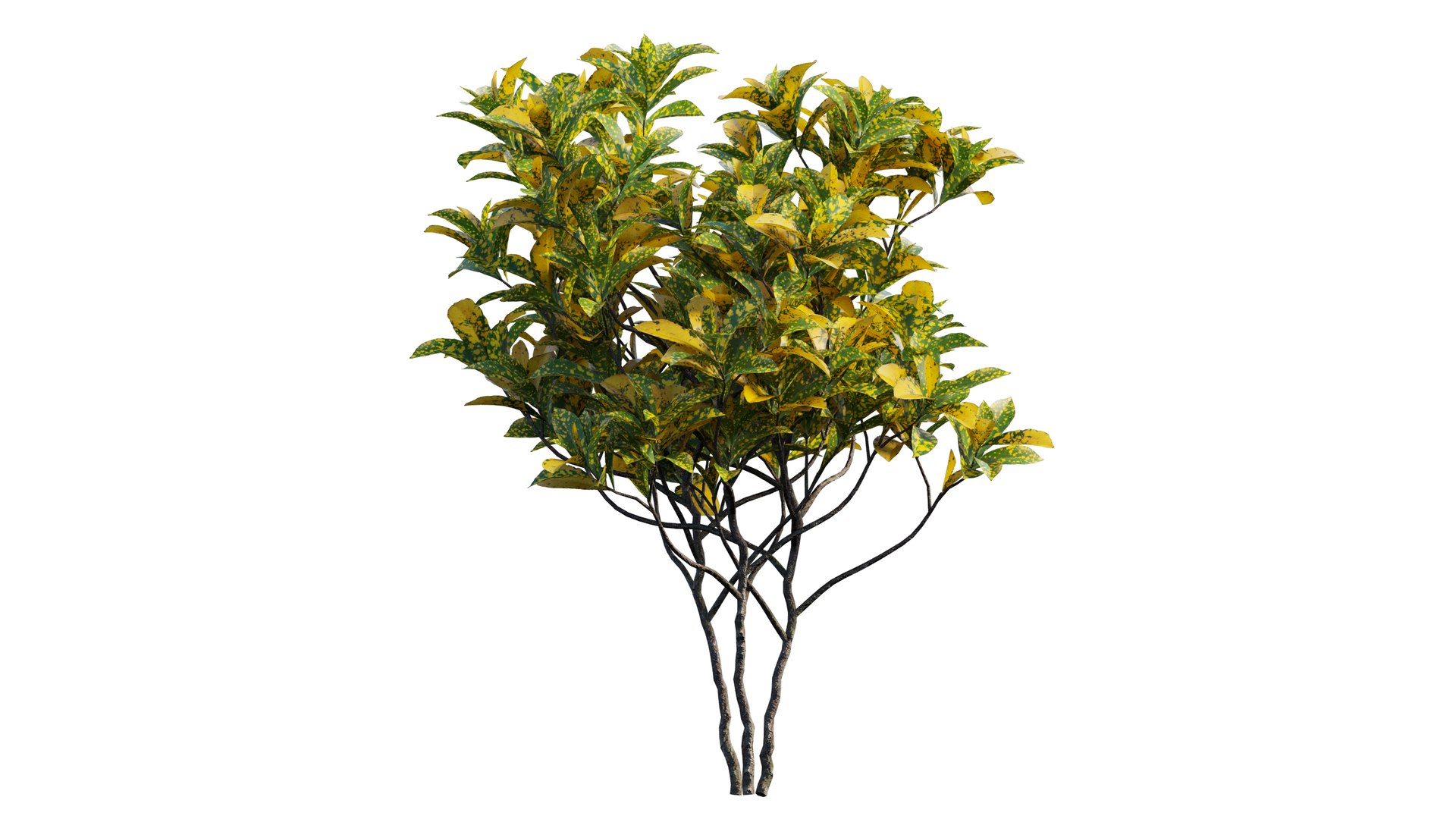 Croton plant set 12 3D model https://p.turbosquid.com/ts-thumb/tr/Sh5eqz/dv/2_interactivelightmix/png/1629822369/1920x1080/fit_q87/6b9be6a7ed38b226a32c3b725955d728ae7a5a84/2_interactivelightmix.jpg