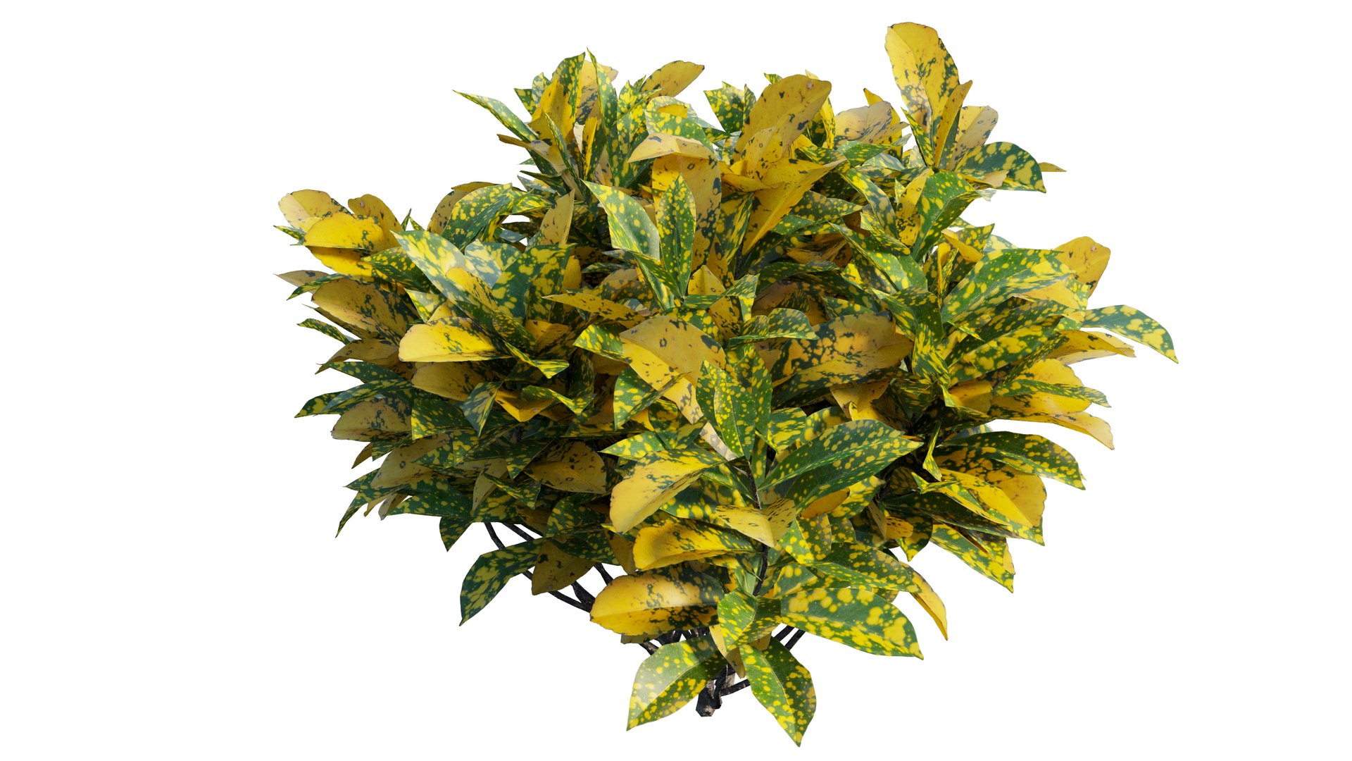 Croton plant set 12 3D model https://p.turbosquid.com/ts-thumb/tr/Sh5eqz/iM/6_interactivelightmix/png/1629822376/1920x1080/fit_q87/e0e323c7ddc912cffe89ef38ebcd0f4ca4af772d/6_interactivelightmix.jpg
